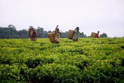 Tea plantation in Tanzania. (Photo: Gumtau/CC)