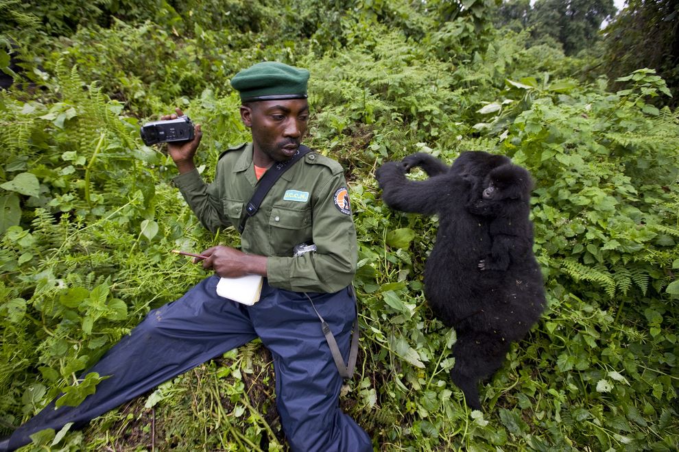 A ranger in Virunga National Park sits near two rare mountain gorillas