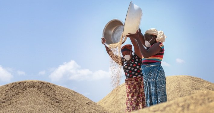 Singapore-listed Olam has planted 3,600ha of rice in Nigeria’s Nasarawa State. Photo©Olam