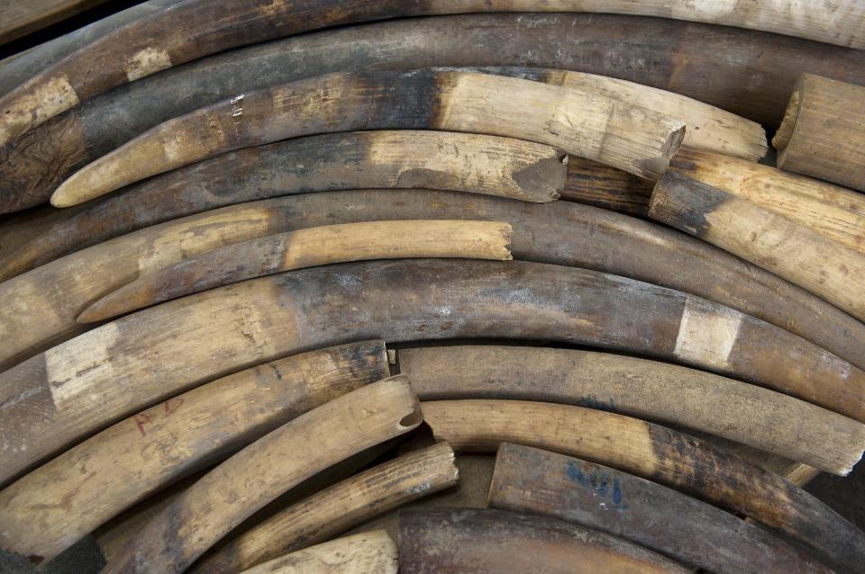 Over a ton of elephant ivory seized from poachers in Uganda and worth over a million dollars has itself been stolen from government strongrooms, reports said (AFP Photo/Anthony Wallace)