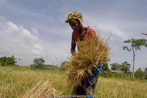 A Sierra Leone farmer bundling harvested rice to be threshed