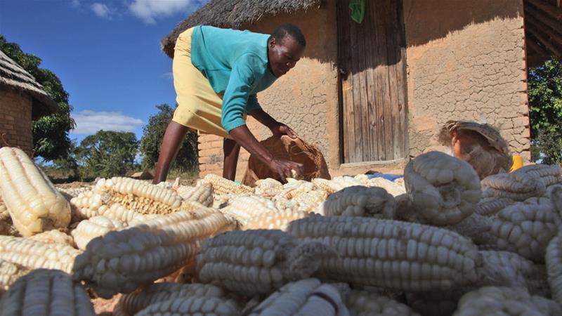 The food crisis in Zimbabwe is attracting global attention. Photo Tsvangirayi Mukwazhi/AP