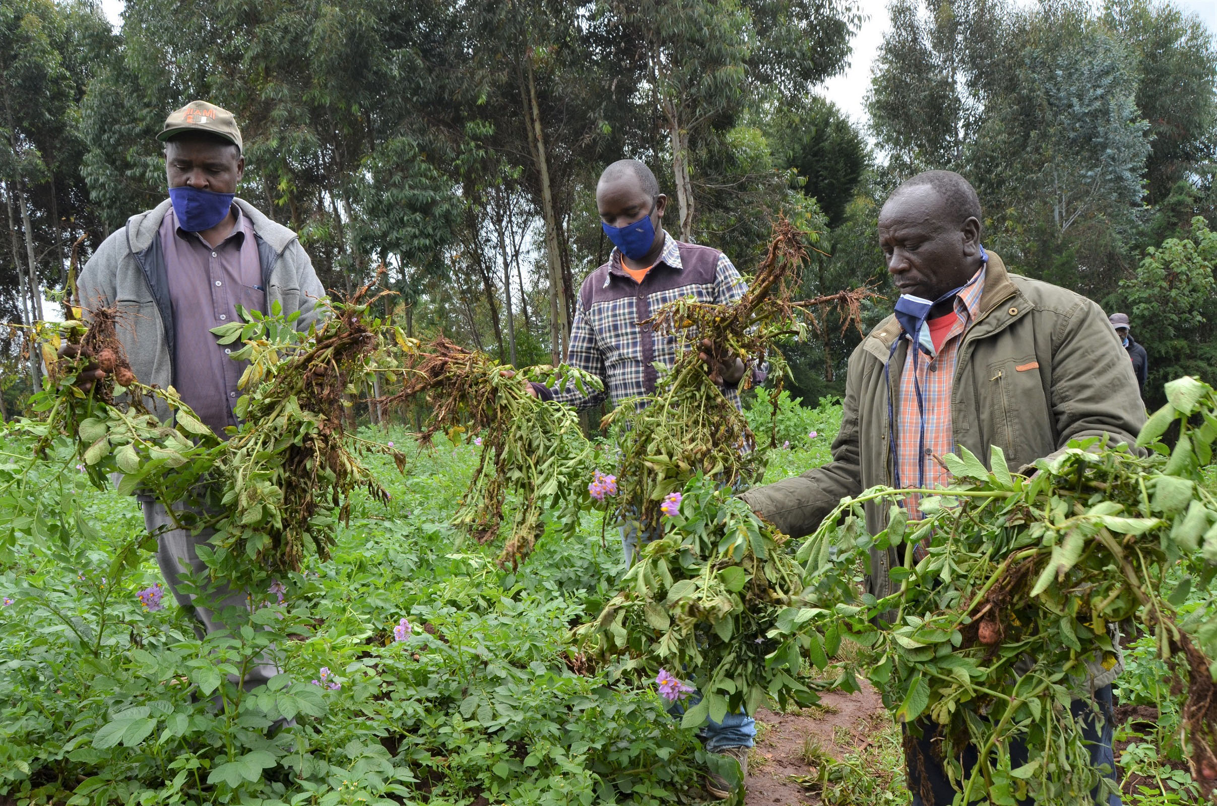 Potato farmers: A nematode that threatens to wipe away the entire crop is causing sleepless nights to researchers. PHOTO/SAMUEL BAYA/NATION