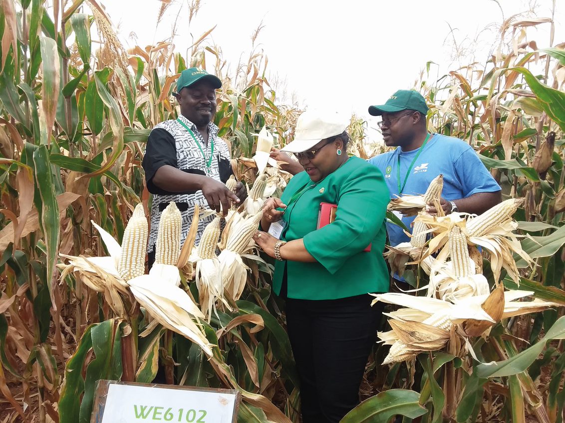 Partners working in a maize project called TELA are captured in a farm under research recently (Photo: African Agricultural Technology Foundation).