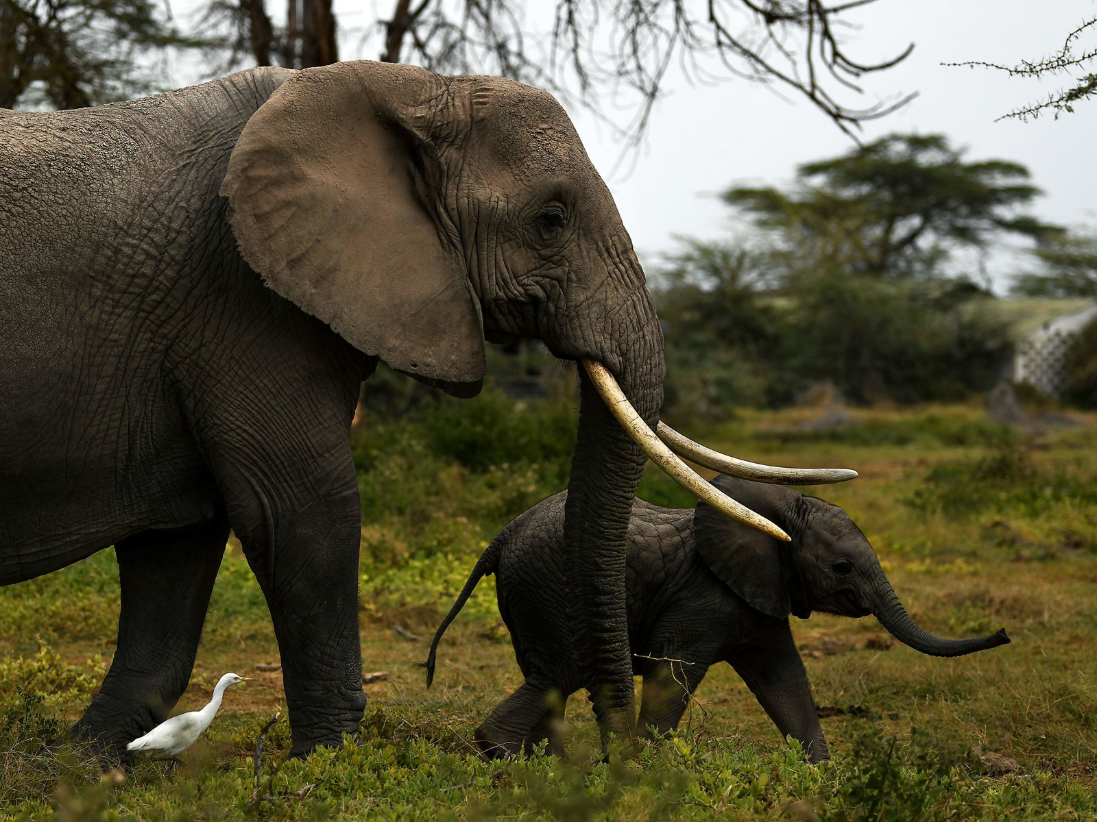 A mother elephant with her calf amble along as they head for a nearby marsh on World Elephant Day at the Amboseli National Park (365 kilometres southeast of the capital Nairobi) near Oloitiktok in Kajiado east county on August 12, 2020. (Photo by TONY KARUMBA / AFP) (Photo by TONY KARUMBA/AFP via Getty Images)