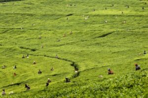 Workers plucking tea from plants growing on a hillside on the Mata tea estate. As Rwanda’s biggest export earner, tea is a very important part of the country’s development process. -