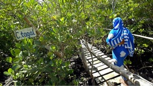 Kenya's mangrove forests are also a major draw for visitors