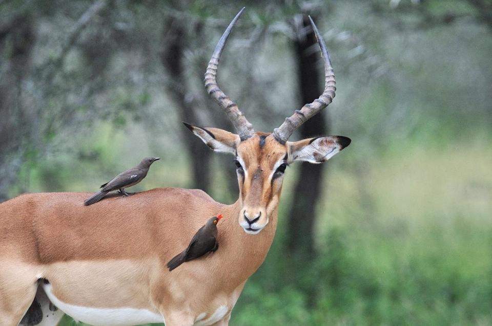 An impala is seen at the Kruger National Park, near Nelspruit, South Africa, on February 6, 2013 (AFP Photo/Issouf Sanogo)