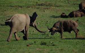 An Elephant faces a buffalo at Addos Elephant national park in South Africa, 70 km from Port Elisabeth, on July 1, 2010 (AFP Photo/Christophe Simon)