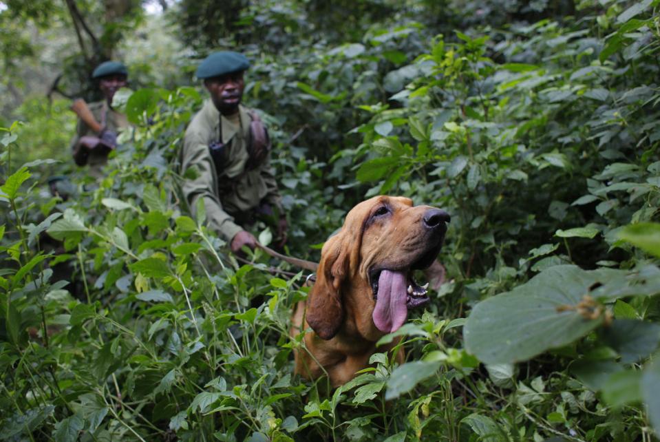 FILE - In this picture taken Sunday Aug. 2, 2012, Virunga National Park rangers follow Dodi the two-year-old blood hound during a search and rescue exercise in the park, some 45 kms north of Coma, eastern Congo. Virunga National Park is where virtually every rebellion in eastern Congo in the past 30 years has started, and its endangered mountain gorillas, are facing increasing threats. "Virunga", the movie, is a nominee for best documentary feature, whose executive producer is Leonardo DiCaprio, is getting high-profile attention ahead of the Feb. 22 2015 Oscar awards in Hollywood. (AP Photo/Jerome Delay)