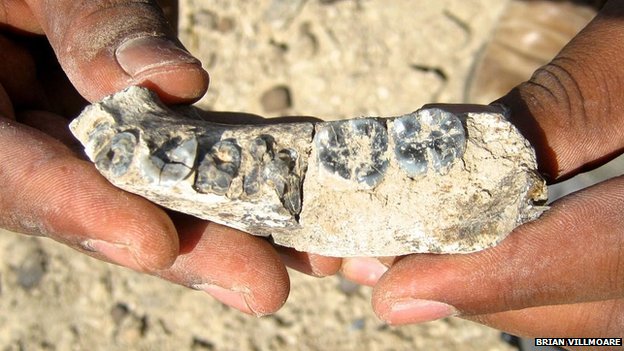 The fossil's teeth are smaller than those of other human relatives