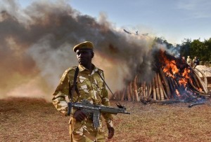 A Kenyan soldier stands near a burning pile of ivory at Nairobi National Park on March 3, 2015 (AFP Photo/Carl De Souza) 