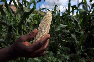 The bulk of Zimbabwe's annual corn crop has been written off due to poor rains (AFP Photo/Alexander Joe)