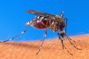 Malaria, the mosquito-borne disease kills some 584,000 people per year -- more than 75 percent of them children under five, according to the WHO (AFP Photo/Ho) 