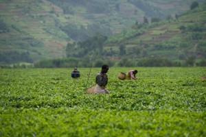 Labourers pick tea in Rwanda, which has made clear progress thanks to advances in agriculture, World Bank vice-president Makhtar Diop told AFP (AFP Photo/Phil Moore)
