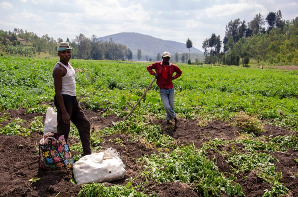 Farmers harvest potatoes in Nyanza District of Southern Rwanda in July 2019 (2)