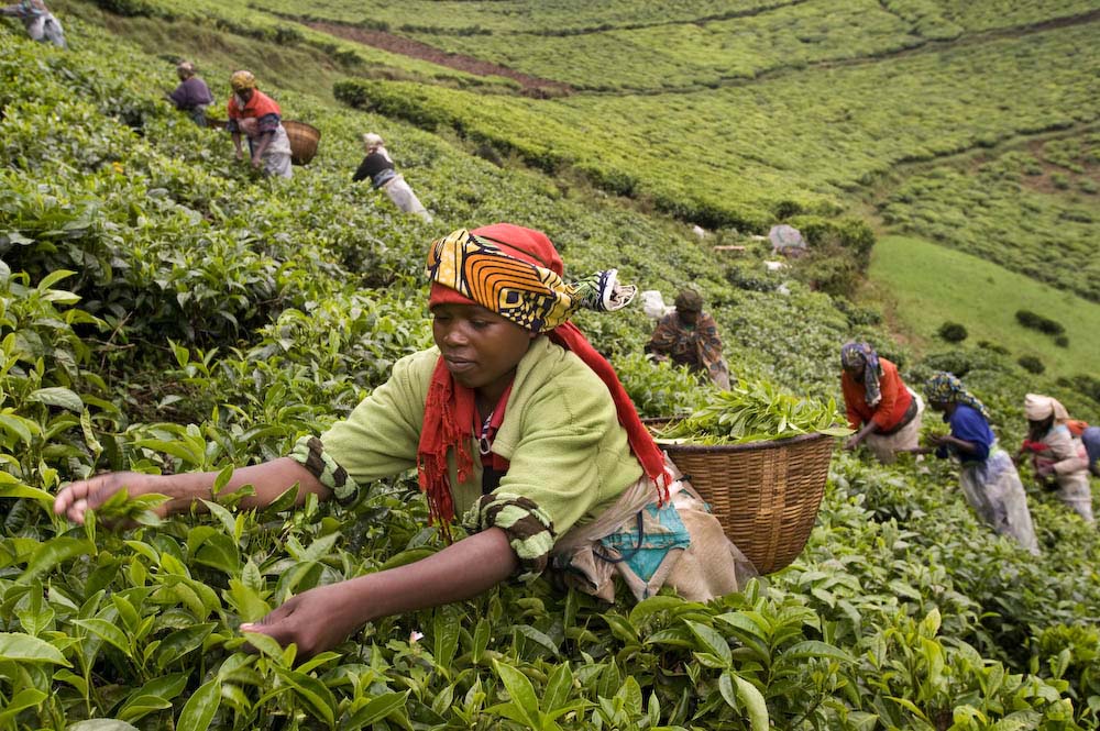 Rwandan farmers harvest tea leaves. Photo courtesy